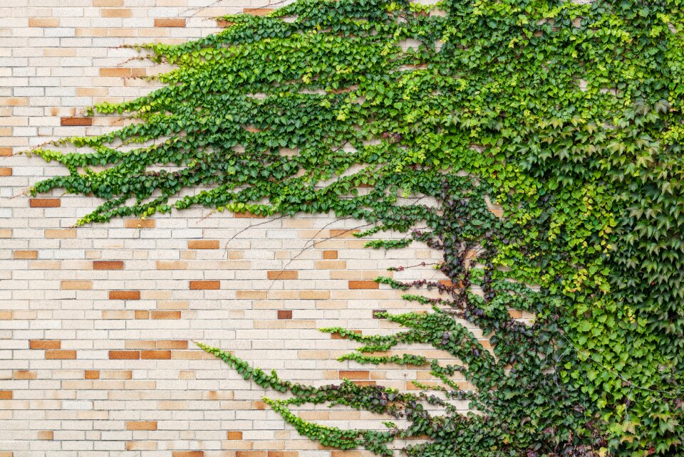 Leaves foliage nature