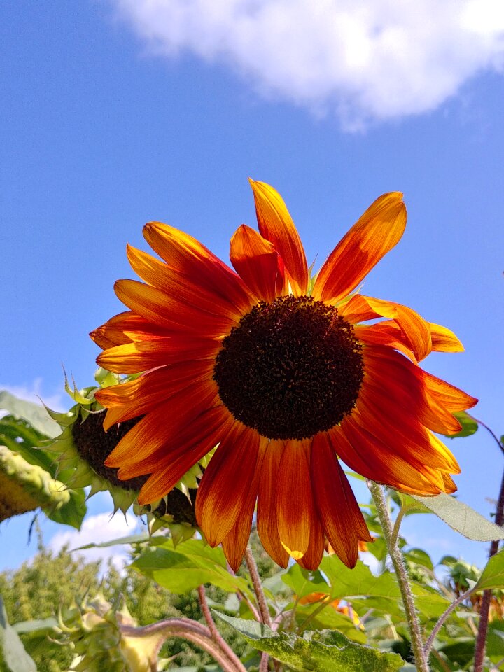 Flower clear sunny