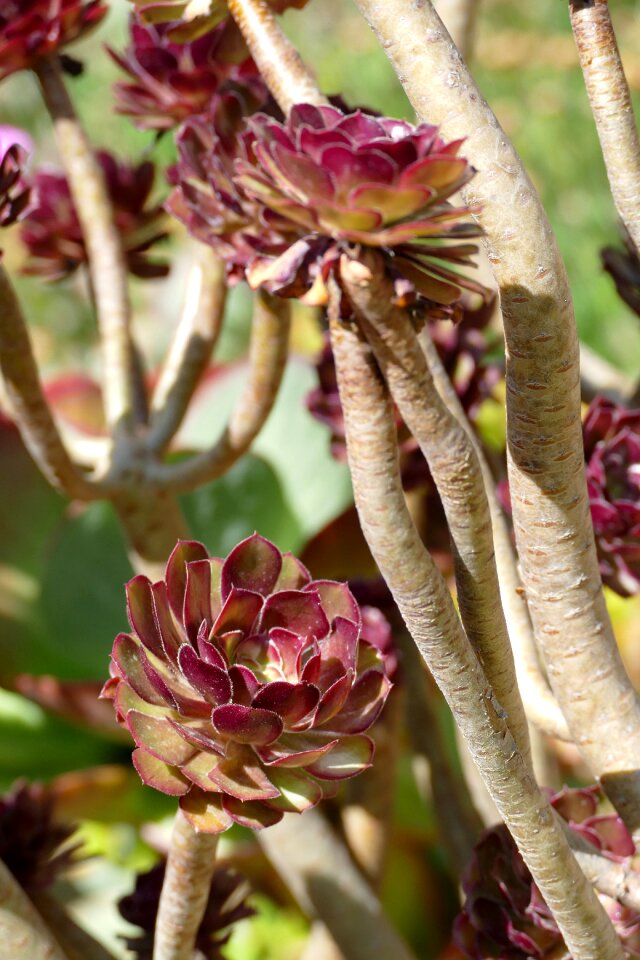 Waxflower plant leaves