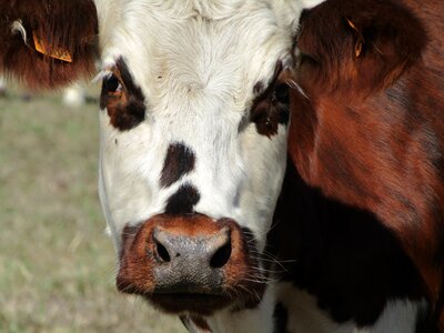 Farm prairie agriculture
