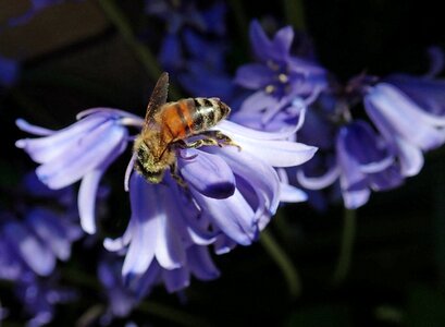 Insect pollen garden photo