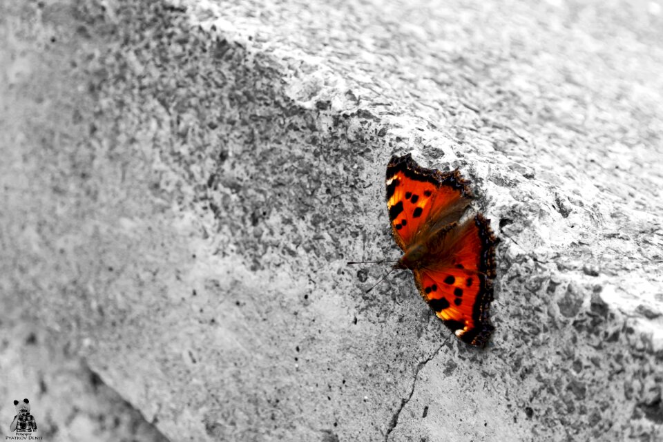Concrete macro wings