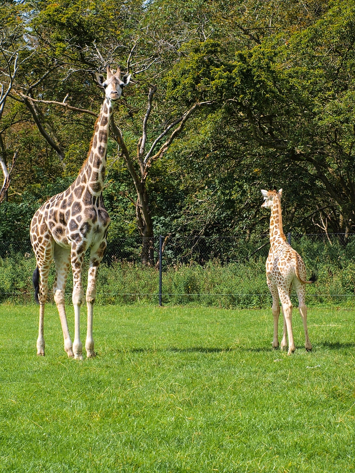 Wildlife park animal zoo