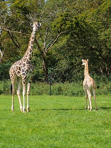 Wildlife park animal zoo