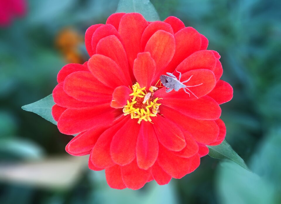 Red flower sejong city korea