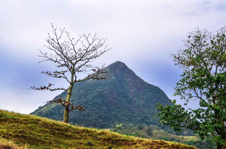 Tree pyramid field