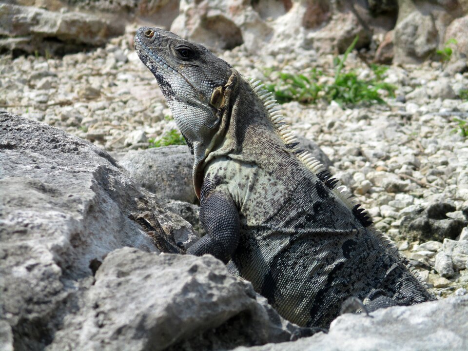 Animal island gray island