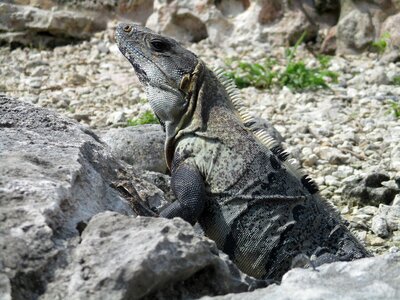 Animal island gray island