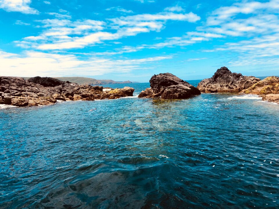 Devon seal island sea