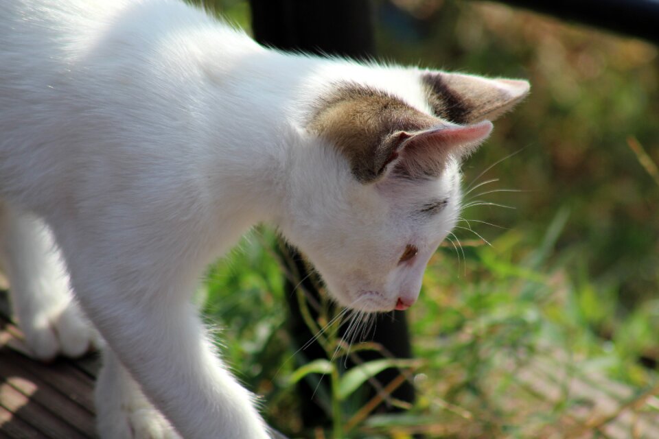 Pets little young