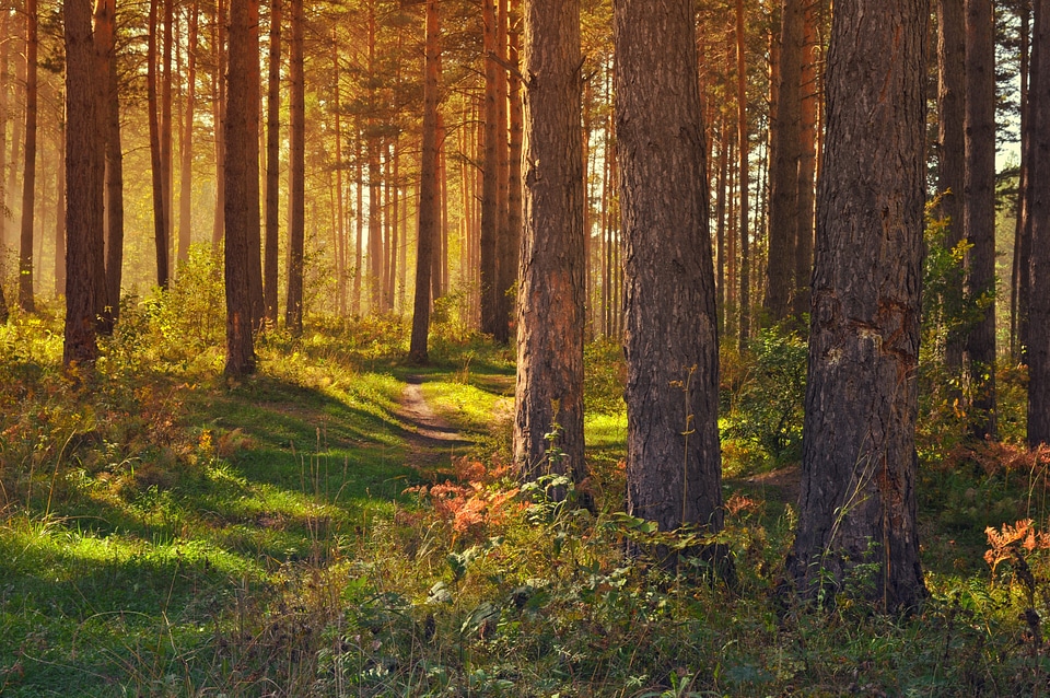 Trees yellow fairy tale
