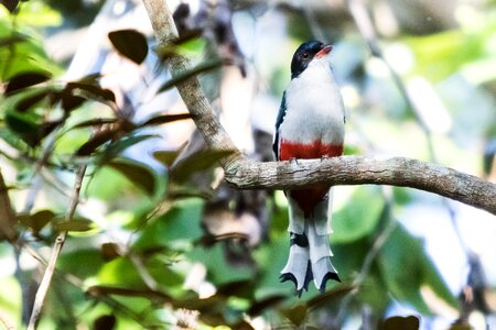 Bird tocororo endemic