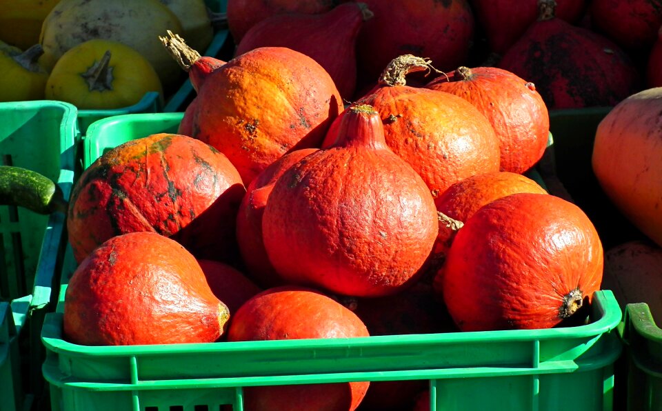 Decorative halloween agriculture