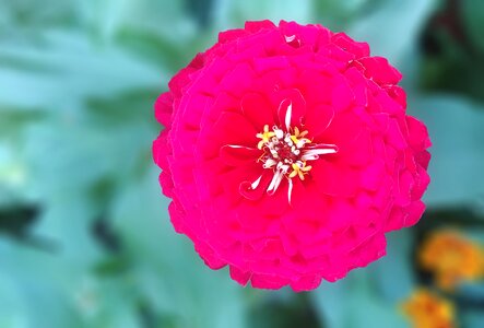 Red flower sejong city korea photo