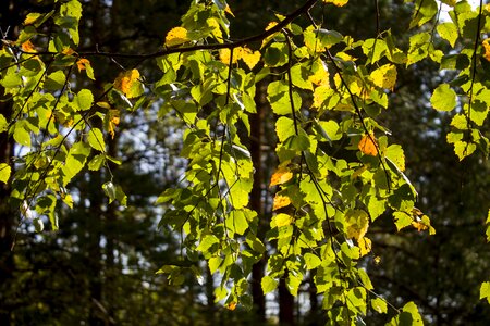 Autumn nature foliage
