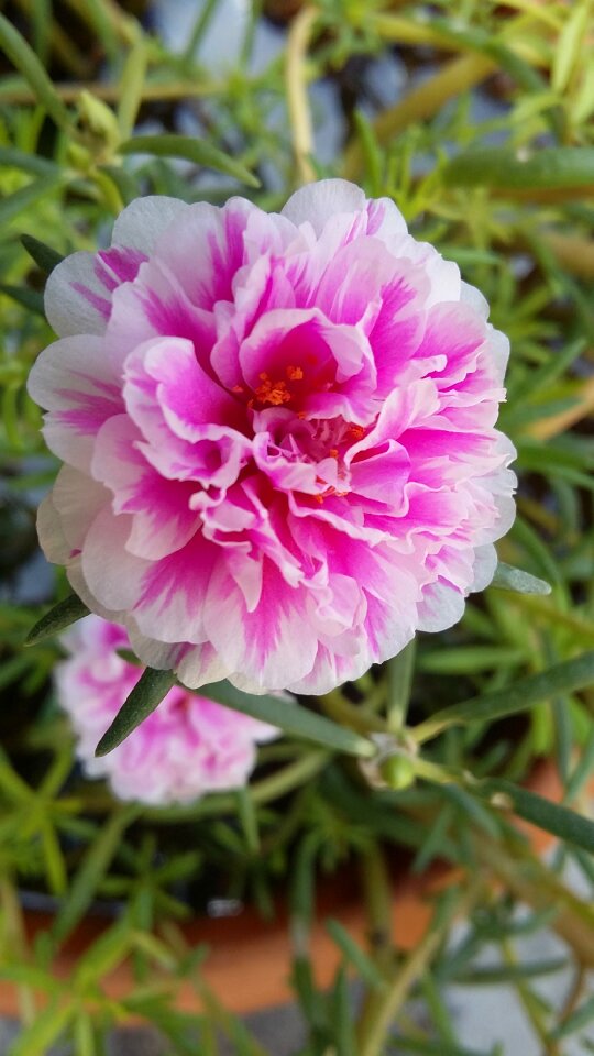 Bloom bright romantic