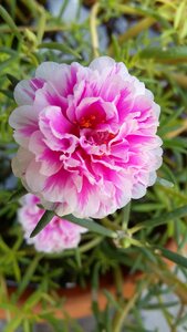 Bloom bright romantic