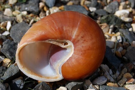 Shell spiral photo