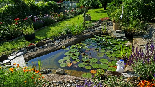 Lily pad flowers sun