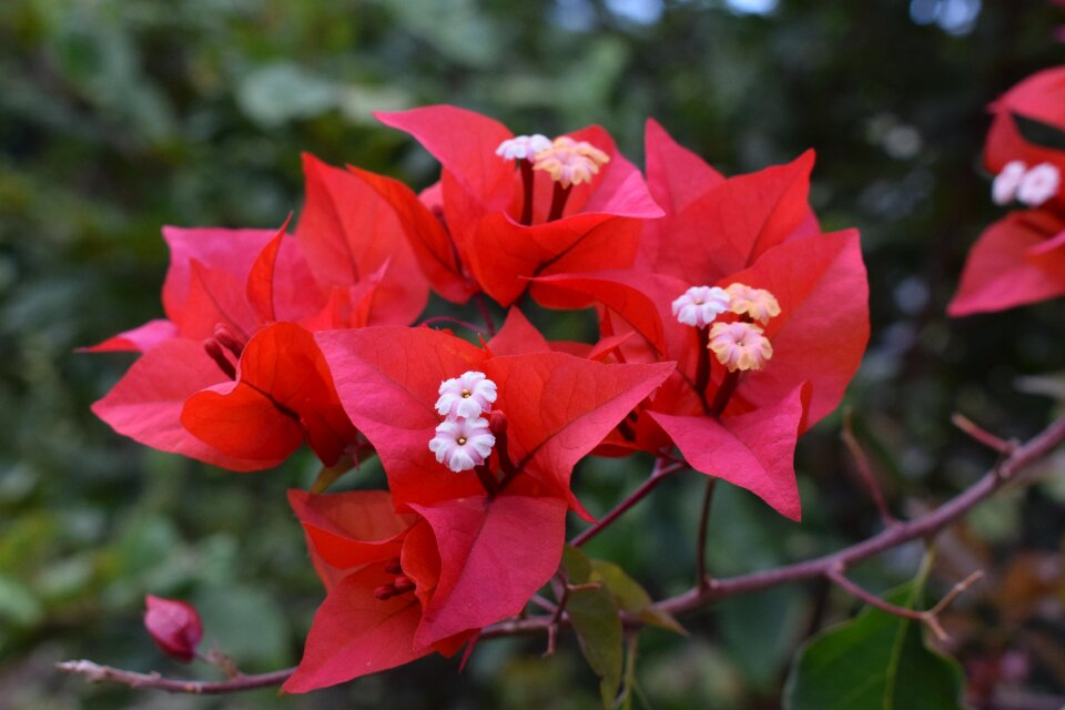 Nature garden flora