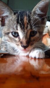 Cat cute baby photo
