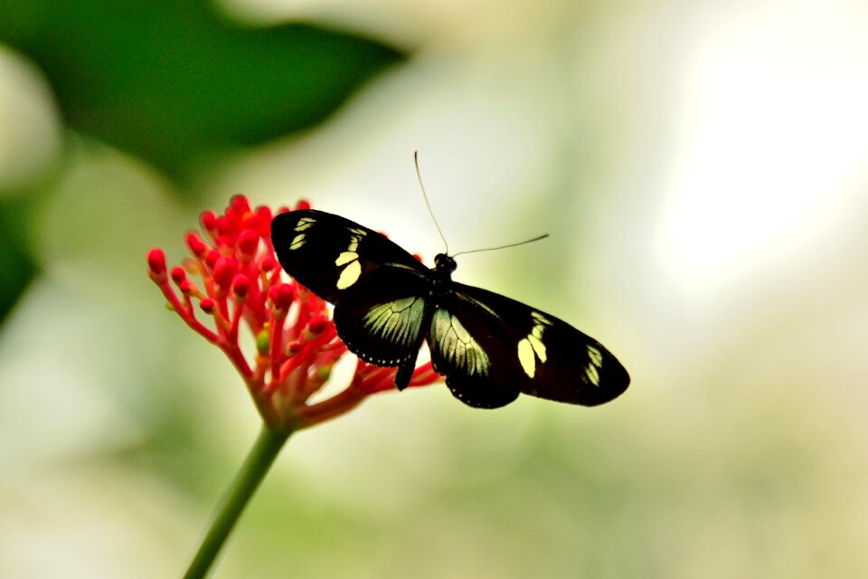 Butterfly mainau lake constance