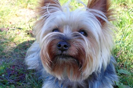 Lovely animal nice