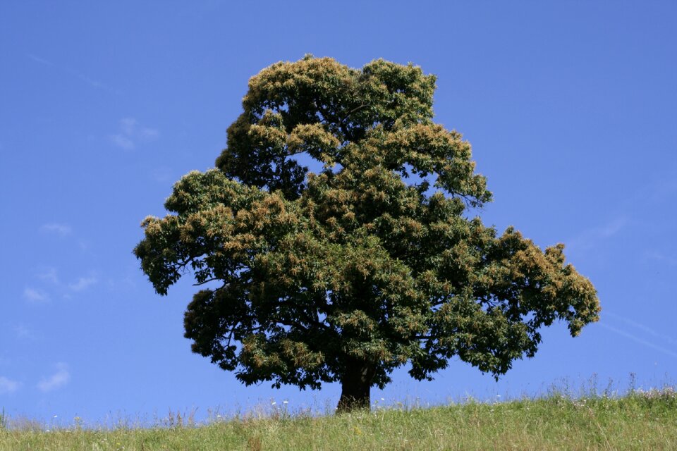 Air oxygen landscape