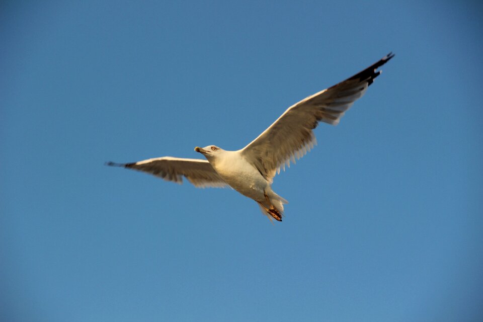 Bird fly airfare