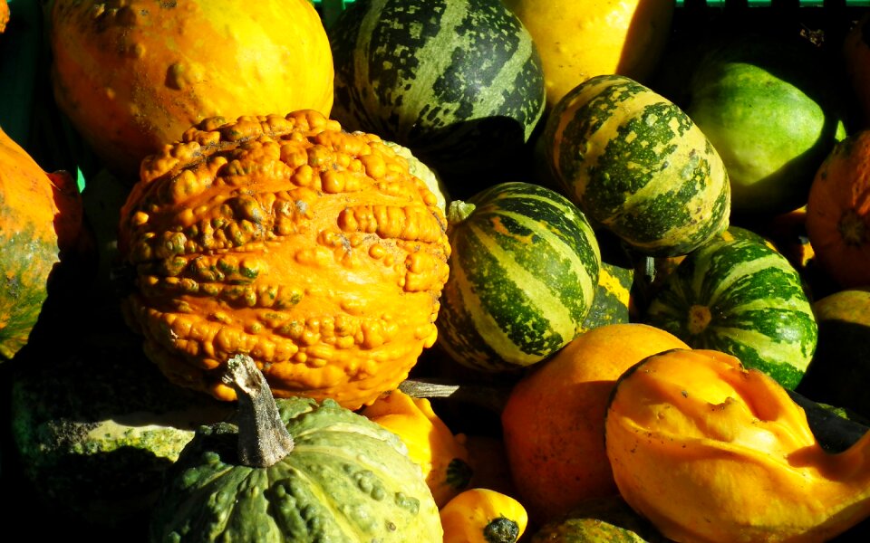Vegetables autumn garden