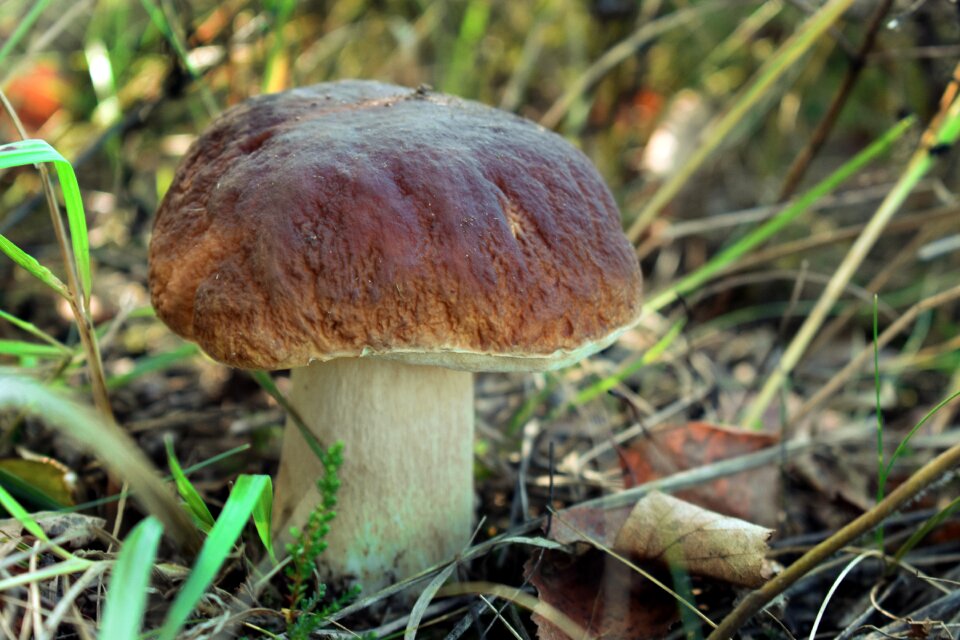 Edible autumn collect