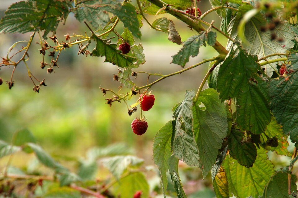 Bush raspberries berries photo