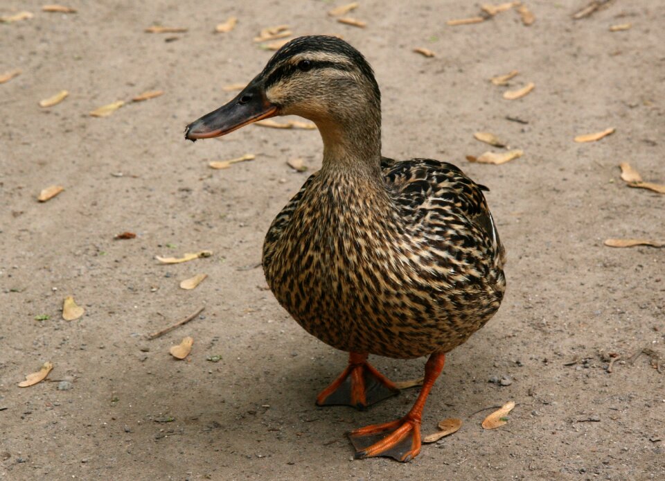 Mallard water bird plumage