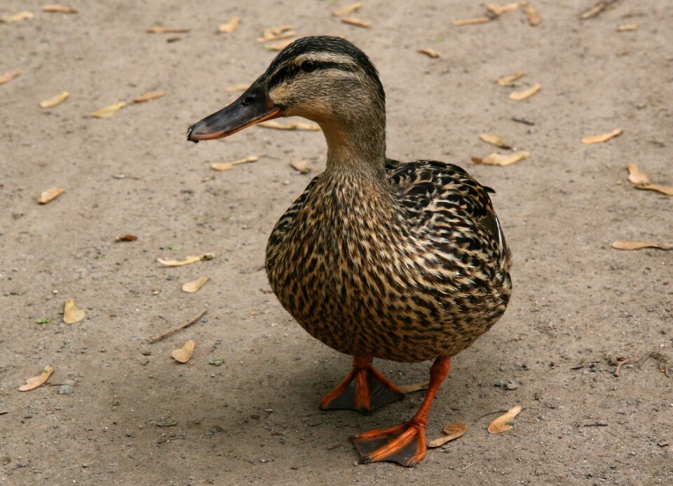 Mallard water bird plumage photo