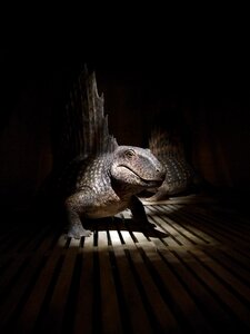 Dinosaur animal predator