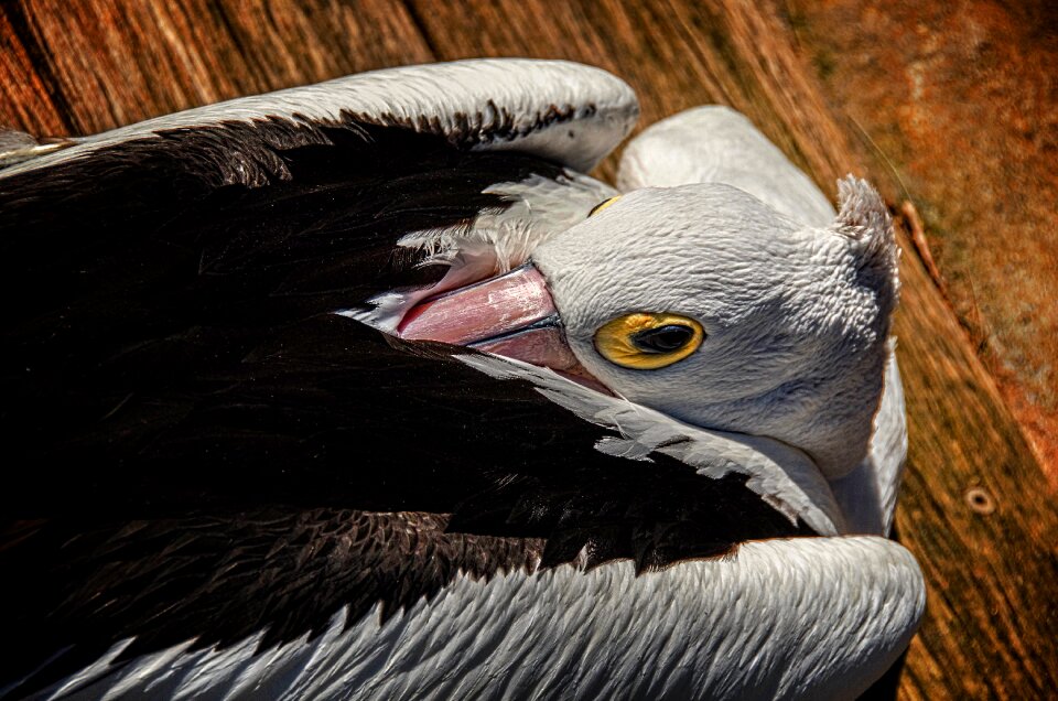 Bird animal wildlife