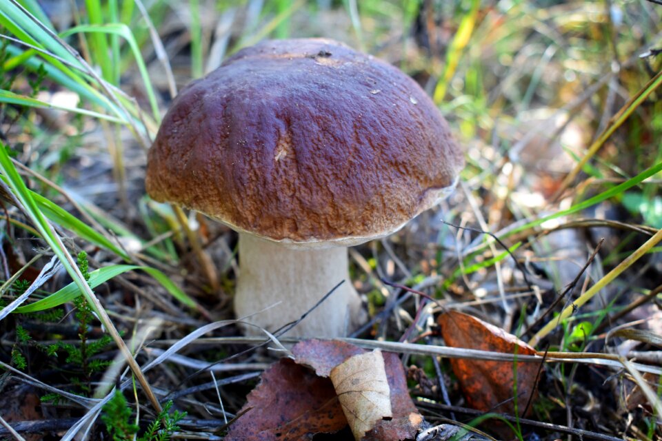 Edible macro in the fall of