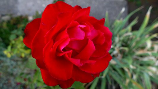 Nature rose bloom red photo