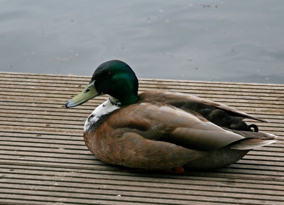 Plumage poultry mallard