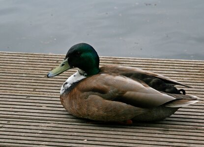 Plumage poultry mallard