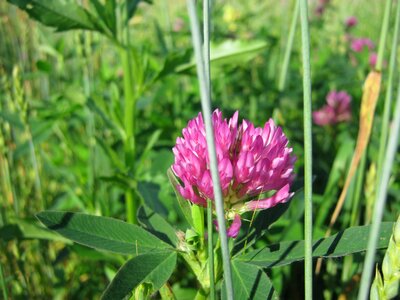 Meadow flowers flora