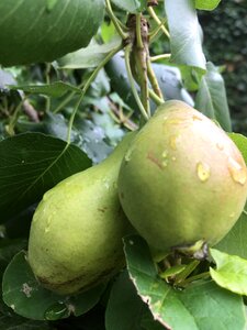 Morgentau fruit tree juicy