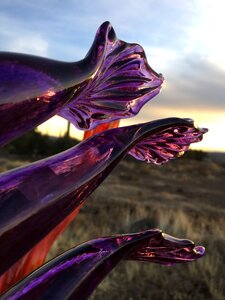 Purple fins reflection