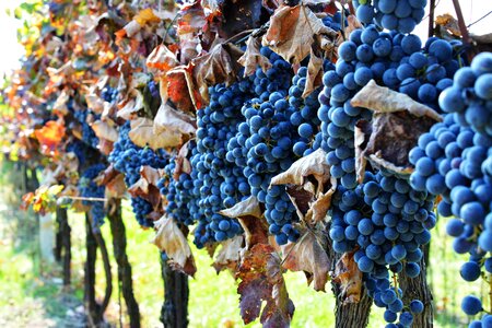 Wine grapevine viticulture