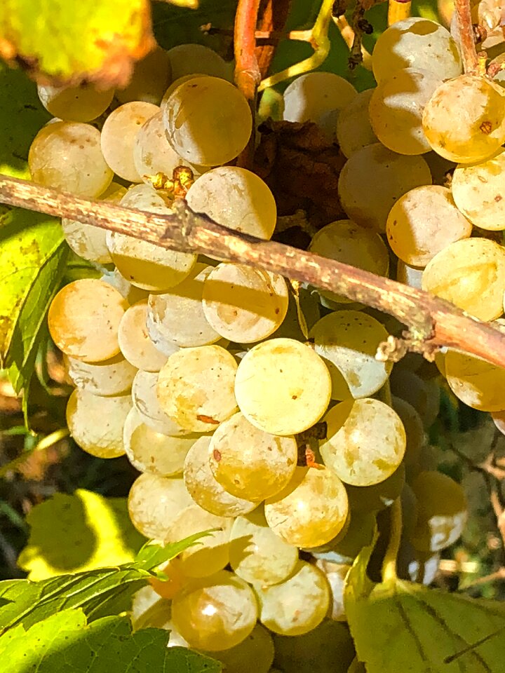 Wine mature harvest