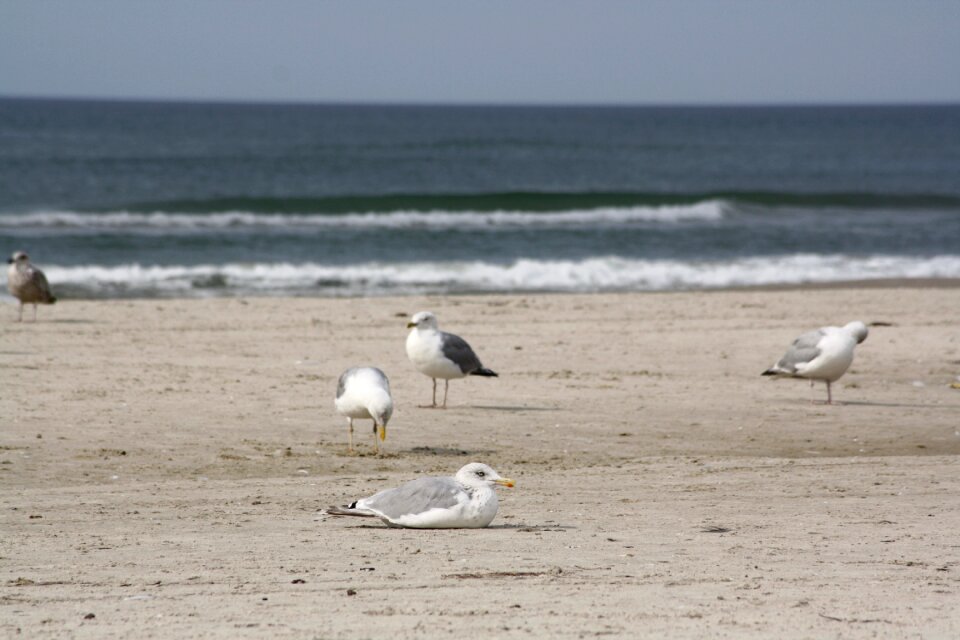 Birds bird coast