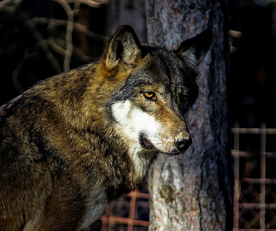 Predator portrait carnivore