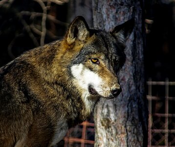Predator portrait carnivore