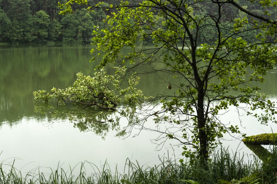 Forest water tree