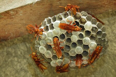 Wasps hive colombia photo